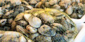 Come pulire e spurgare le vongole fresche e congelate: guida professionale e consigli utili