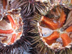 Guida alla pulizia e alla degustazione dei Ricci di mare: come si mangiano e consigli utili