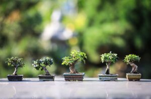 Come Curare i Bonsai: Tipologie, Posizionamento, Annaffiatura e Trattamento delle Foglie Cadenti