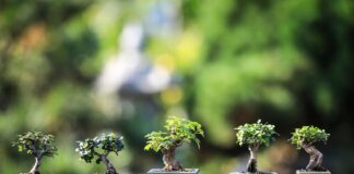 Come Curare i Bonsai: Tipologie, Posizionamento, Annaffiatura e Trattamento delle Foglie Cadenti