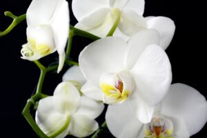 Come Curare le Orchidee: quante volte annaffiarle e come farle rifiorire