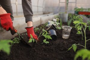 Come e Quando preparare l'Orto Invernale: mesi, cosa piantare e consigli