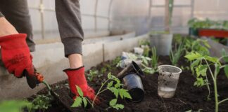 Come e Quando preparare l'Orto Invernale: mesi, cosa piantare e consigli