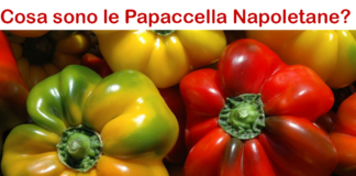 Cosa sono le Papaccella Napoletane? Come si mangiano, ricetta, conservazione e curiosità