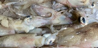 Come pulire e cucinare i Calamari: guida professionale e consigli utili