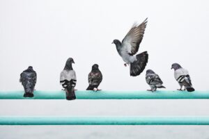 Come Allontanare i Piccioni dal Balcone: come fare, rimedi efficaci, dissuasori e consigli utili