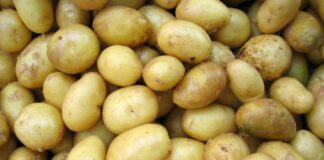 Come Conservare le Patate: Guida Completa