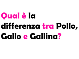 Qual è la differenza tra Pollo, Gallo e Gallina?