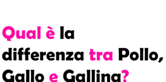 Qual è la differenza tra Pollo, Gallo e Gallina?