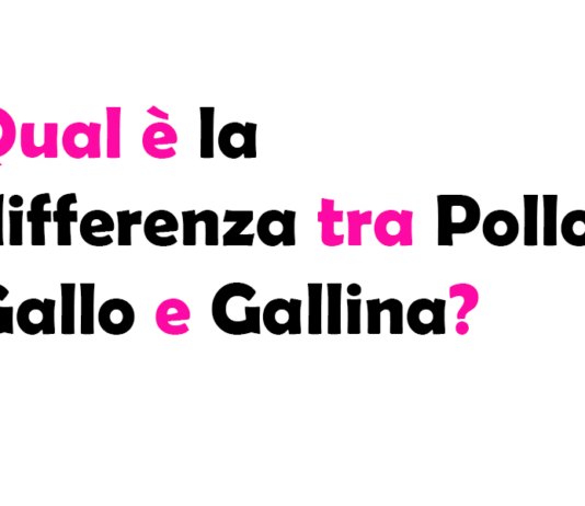 Qual è la differenza tra Pollo, Gallo e Gallina?