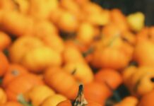 Come conservare la Zucca cruda e cotta, guida completa