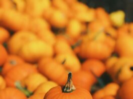 Come conservare la Zucca cruda e cotta, guida completa