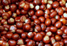 Guida Completa su come Raccogliere, Pulire e Cucinare le Castagne