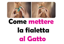 Come Mettere la Fialetta al Gatto: Guida Completa