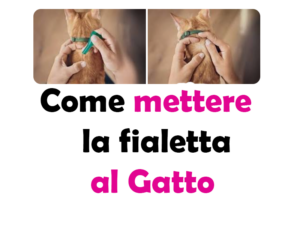 Come Mettere la Fialetta al Gatto: Guida Completa