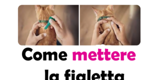 Come Mettere la Fialetta al Gatto: Guida Completa