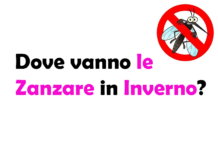 Dove vanno le Zanzare in inverno? Comportamento e Ciclo di Vita delle Zanzare Stagionali