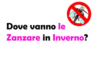 Dove vanno le Zanzare in inverno? Comportamento e Ciclo di Vita delle Zanzare Stagionali