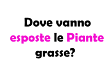 Dove vanno esposte le Piante Grasse? Guida completa per la cura e la posizione ideale