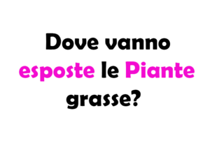 Dove vanno esposte le Piante Grasse? Guida completa per la cura e la posizione ideale