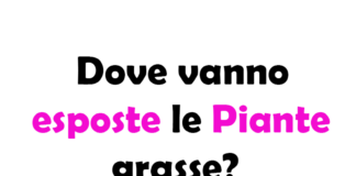 Dove vanno esposte le Piante Grasse? Guida completa per la cura e la posizione ideale