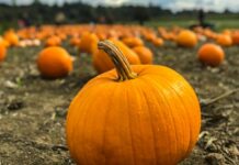 Come rendere la Zucca meno dolce, guida completa