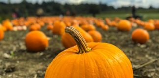 Come rendere la Zucca meno dolce, guida completa