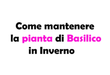 Come mantenere la Pianta di Basilico in Inverno: Guida Completa