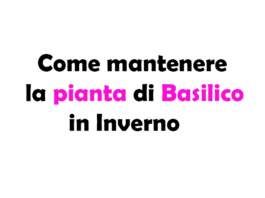 Come mantenere la Pianta di Basilico in Inverno: Guida Completa