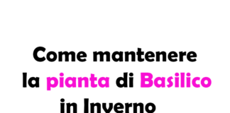 Come mantenere la Pianta di Basilico in Inverno: Guida Completa