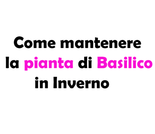 Come mantenere la Pianta di Basilico in Inverno: Guida Completa